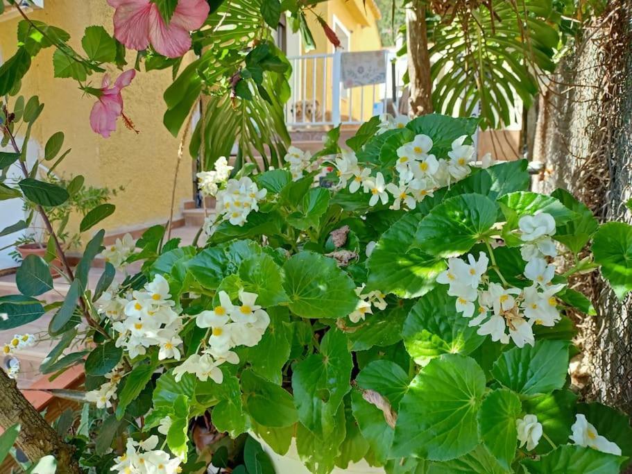 Villa Falconera Apartaments, Gandia A Las Faldas De La Montana Gandía Exterior foto