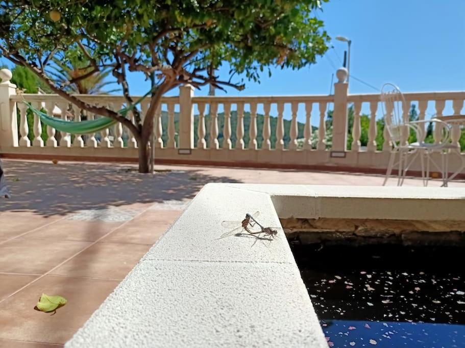 Villa Falconera Apartaments, Gandia A Las Faldas De La Montana Gandía Exterior foto